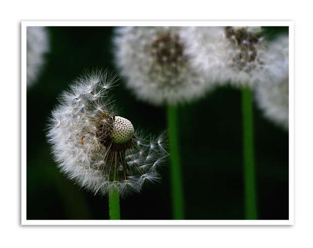 Pusteblumen