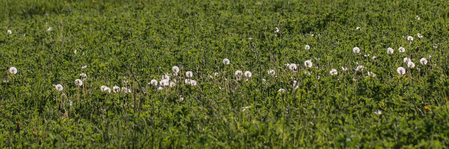 Pusteblumen