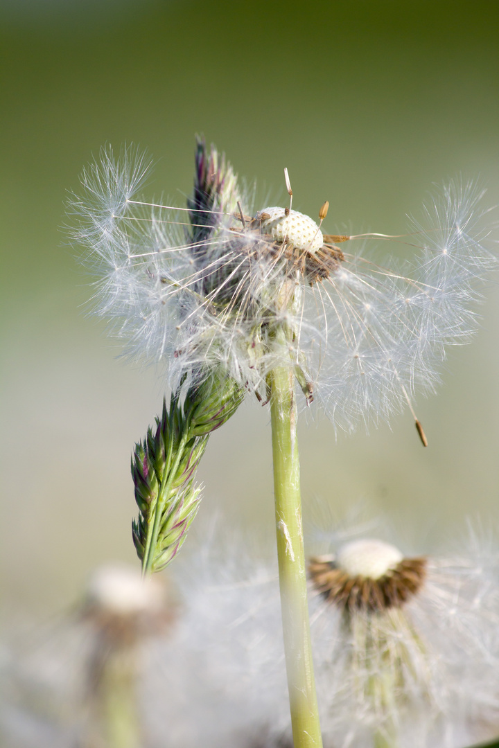 Pusteblumen