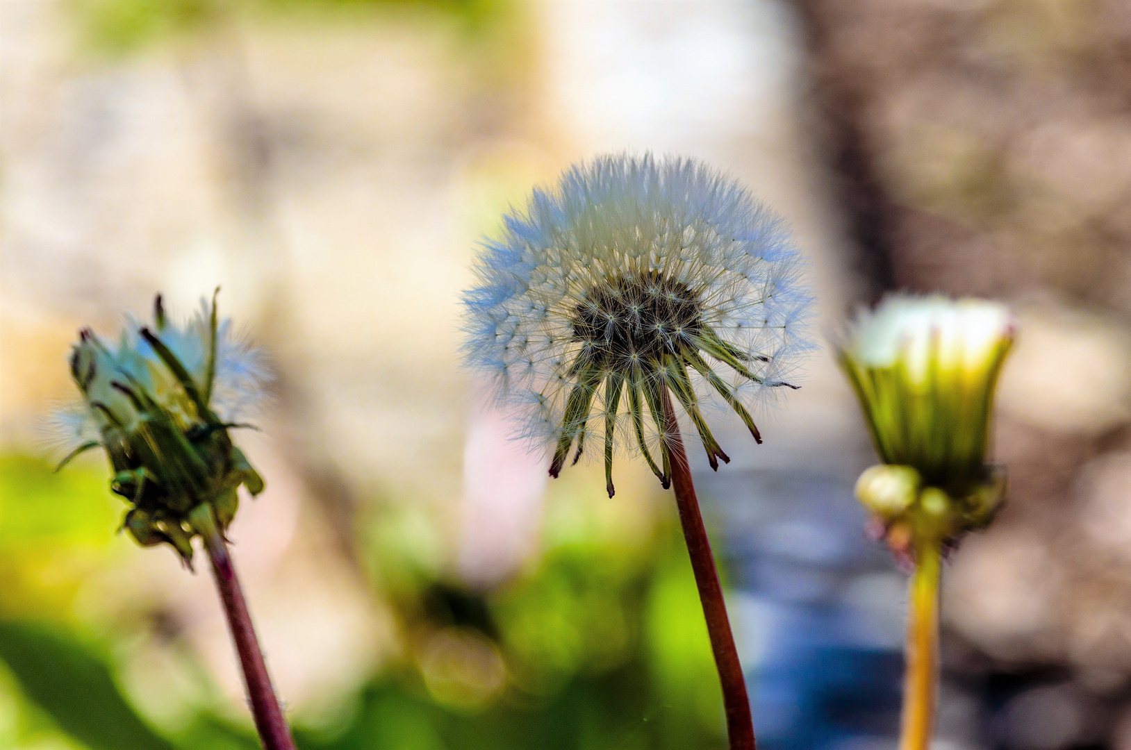 Pusteblumen