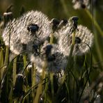 Pusteblumen