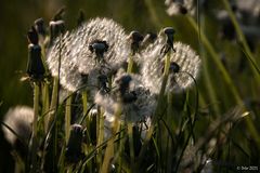 Pusteblumen