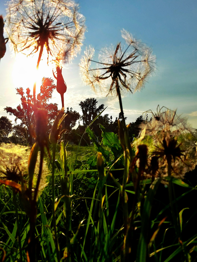 Pusteblumen