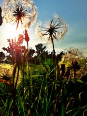 Pusteblumen