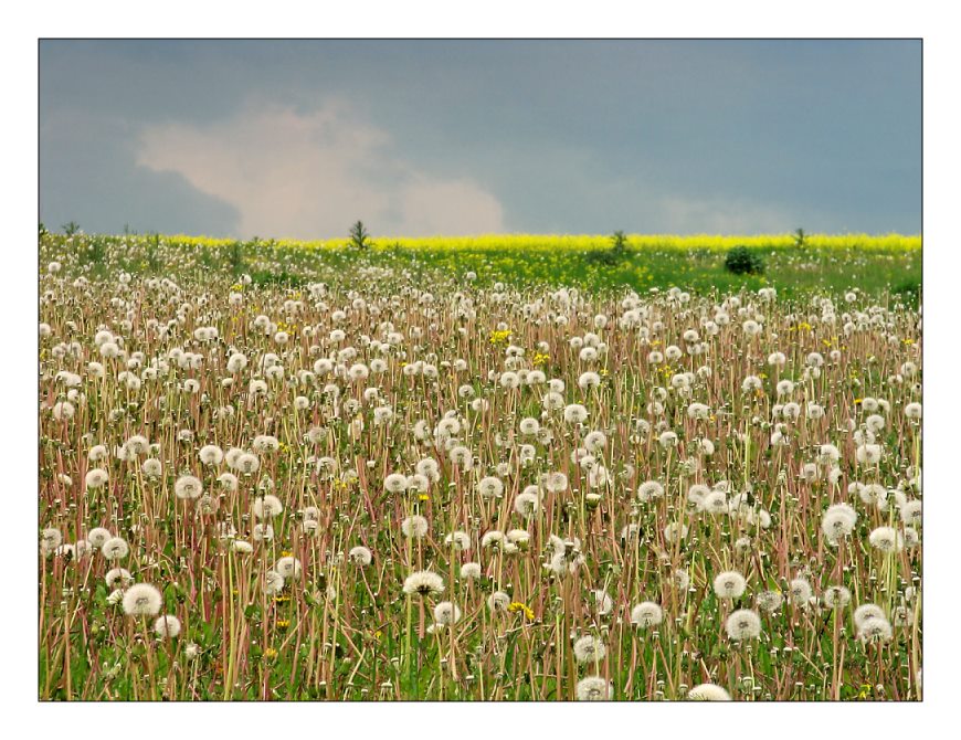 Pusteblumen