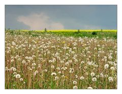 Pusteblumen