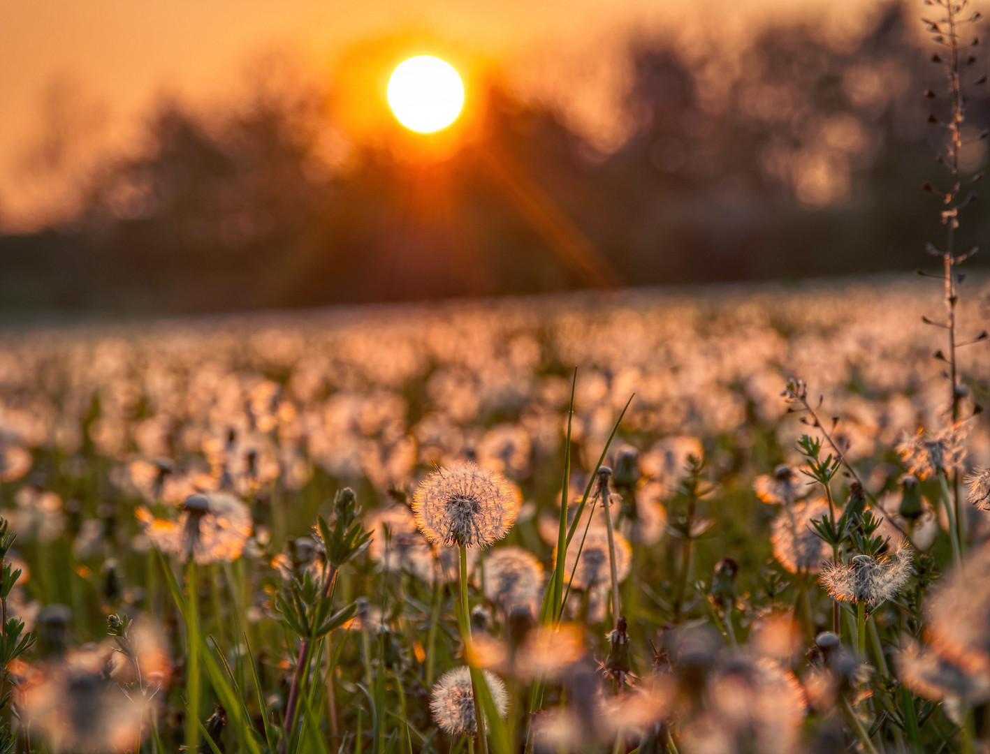 Pusteblumen