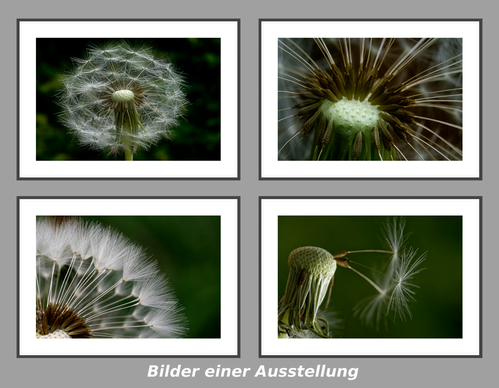 Pusteblumen