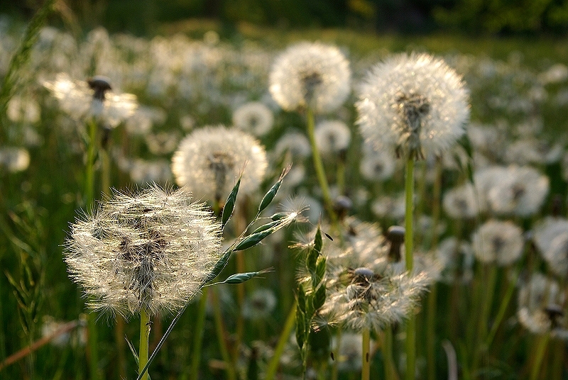 Pusteblumen