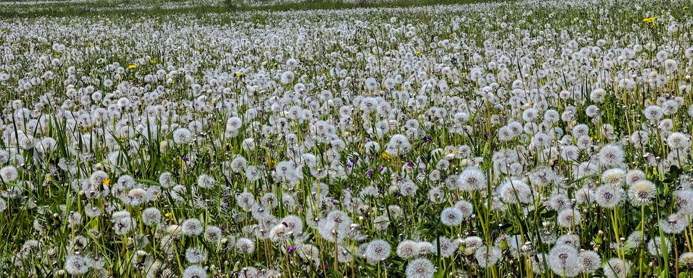 PUSTEBLUME(n)