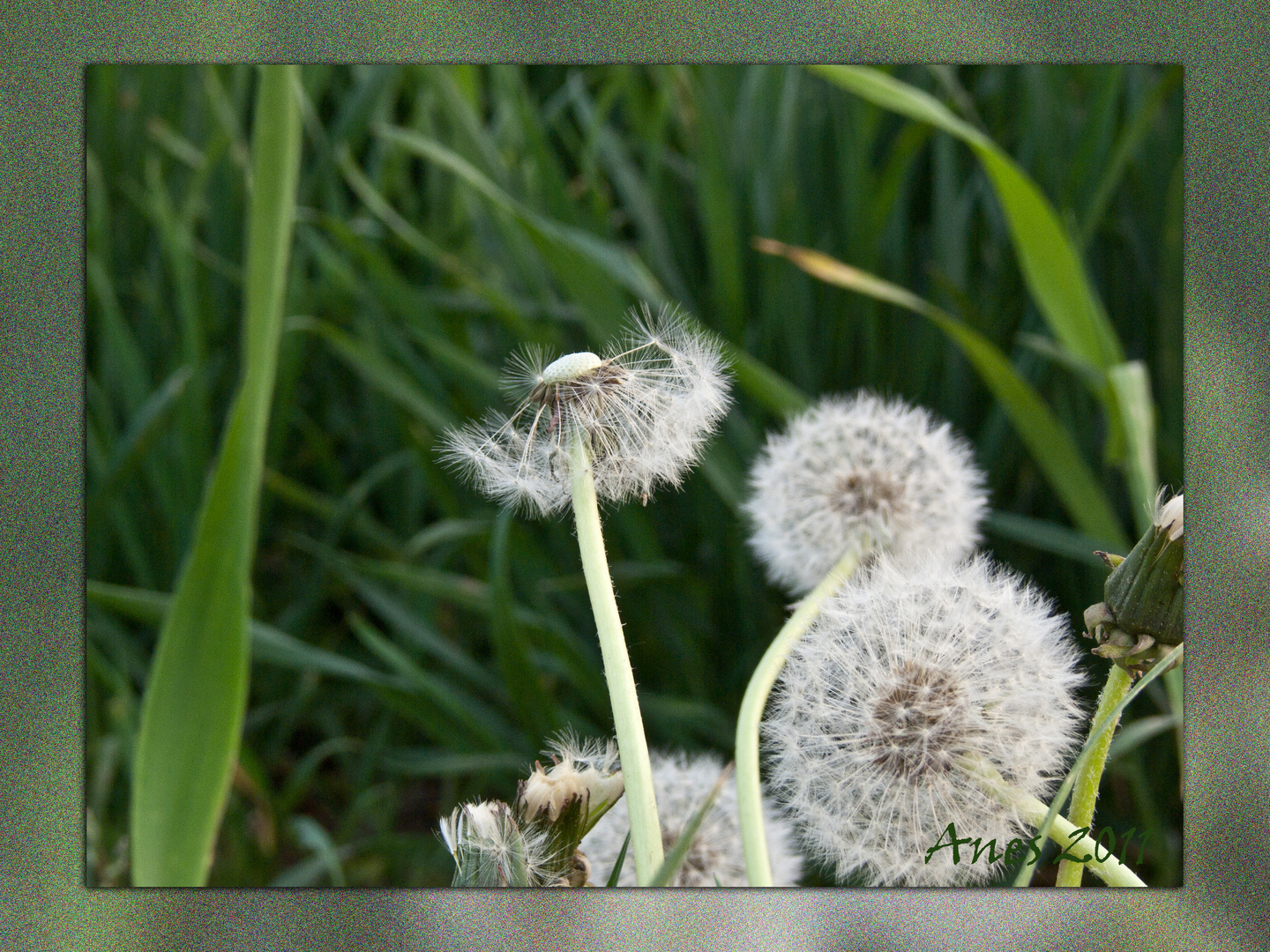 Pusteblumen