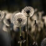Pusteblumen