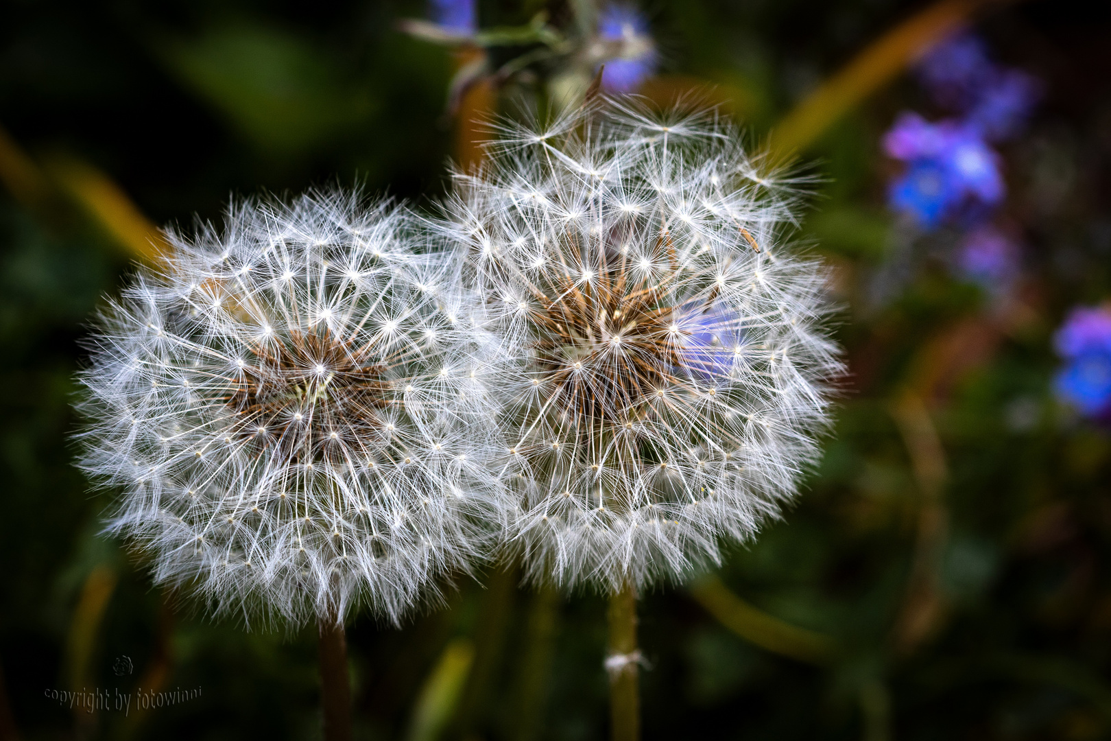 Pusteblumen