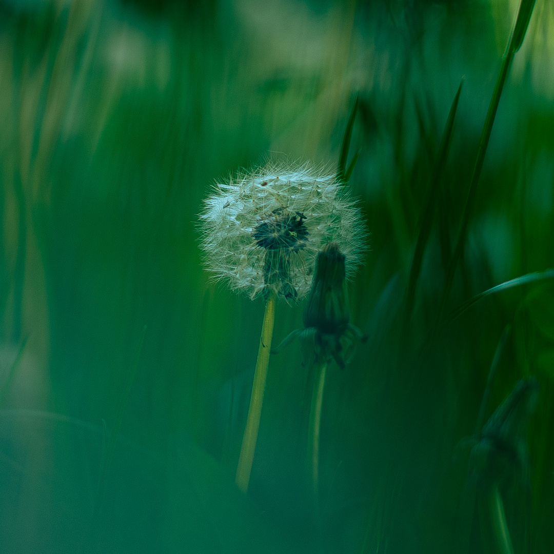 Pusteblumen