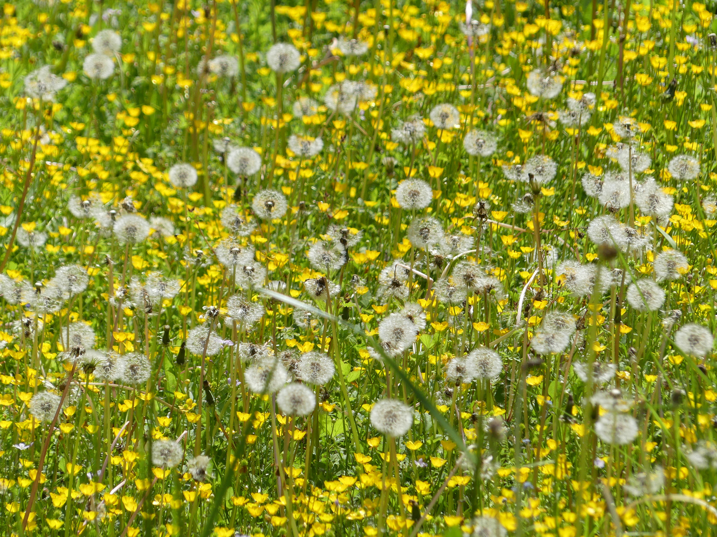 Pusteblumen