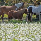 Pusteblumen