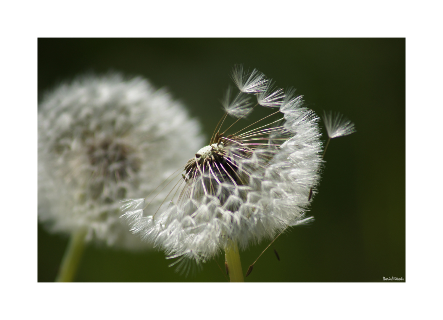 Pusteblumen