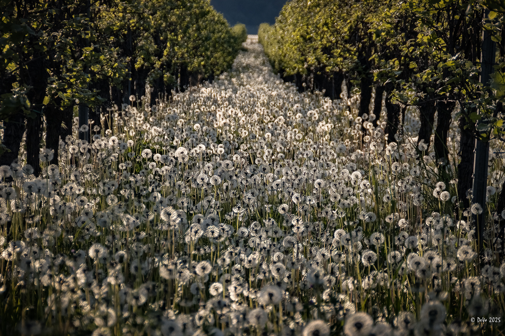 Pusteblumen