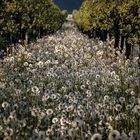 Pusteblumen