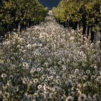 Pusteblumen