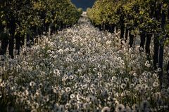 Pusteblumen