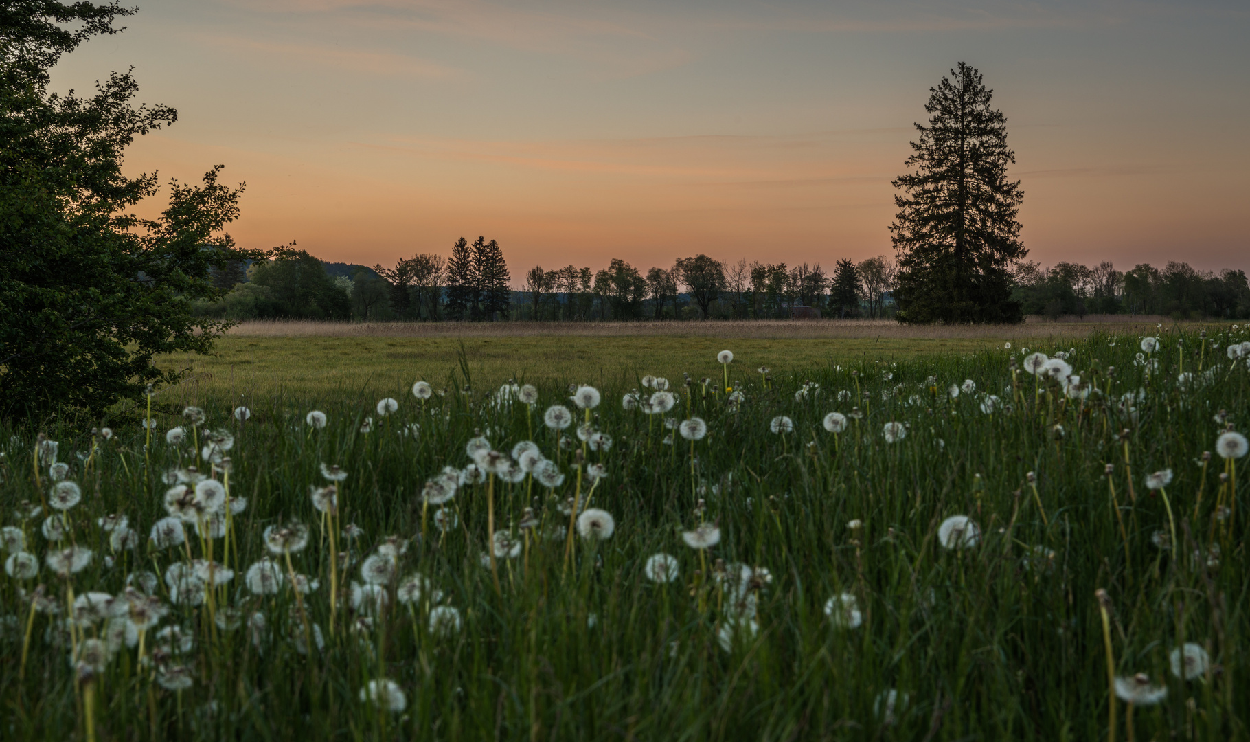 Pusteblumen