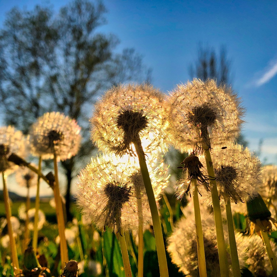 Pusteblumen