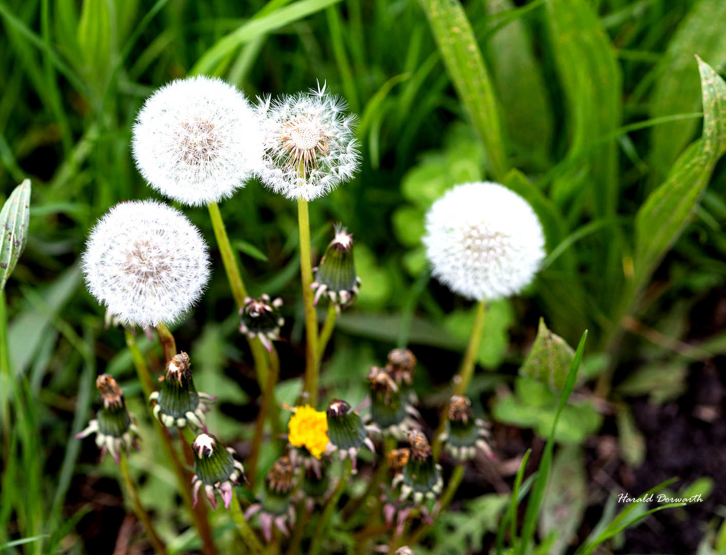 "Pusteblumen"