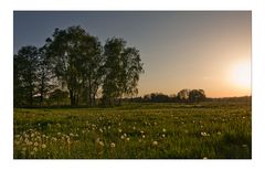 Pusteblumen.