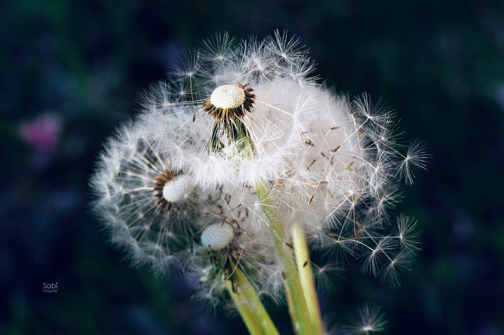 „Pusteblumen“