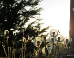 Pusteblumen am Abend