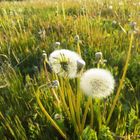 Pusteblumen am Abend 