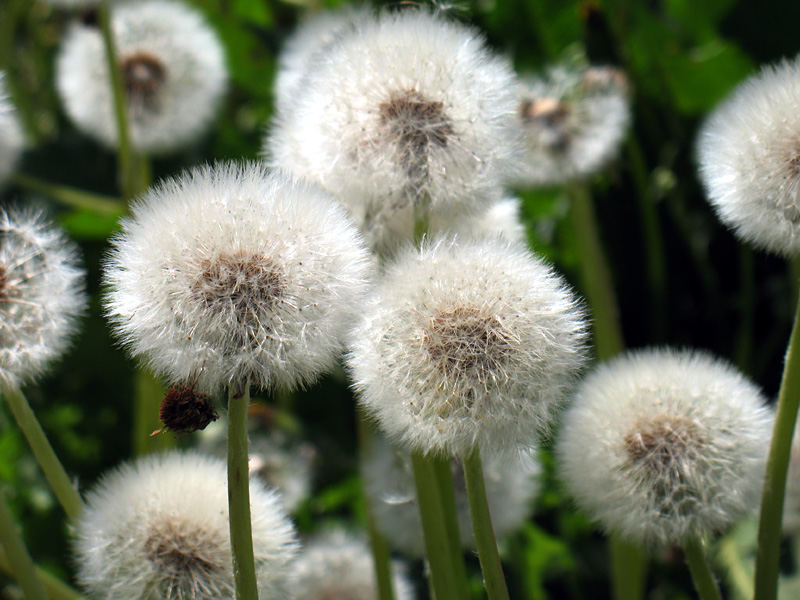 Pusteblumen am Seeburger See