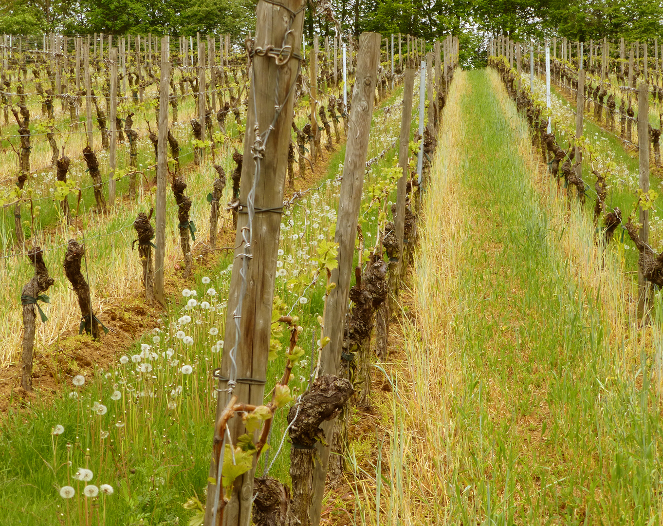 Pusteblumen am Weinberg