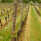 Pusteblumen am Weinberg