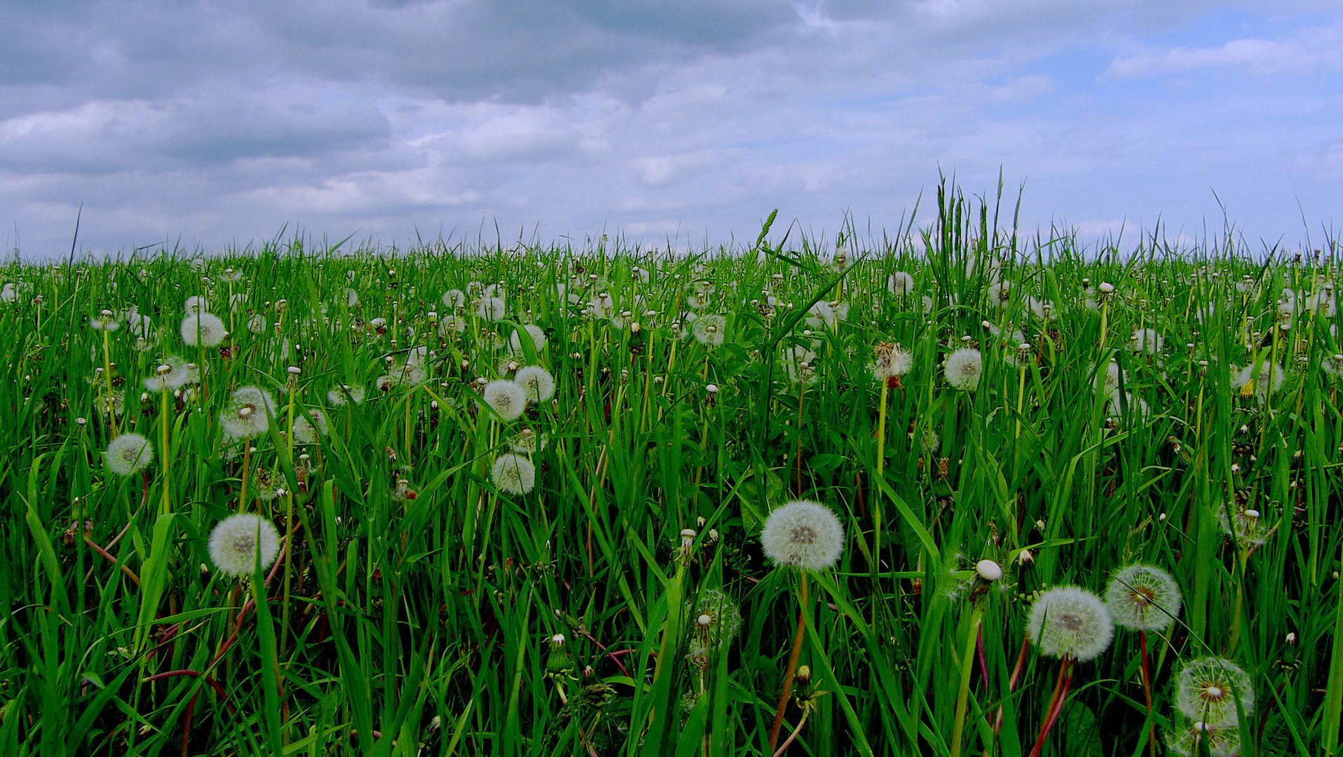 „Pusteblumen“ auf einer Feldwiese, in der Eifel!