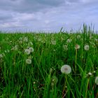 „Pusteblumen“ auf einer Feldwiese, in der Eifel!