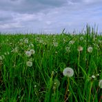 „Pusteblumen“ auf einer Feldwiese, in der Eifel!