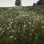 Pusteblumen auf Ökoausgleichsfläche