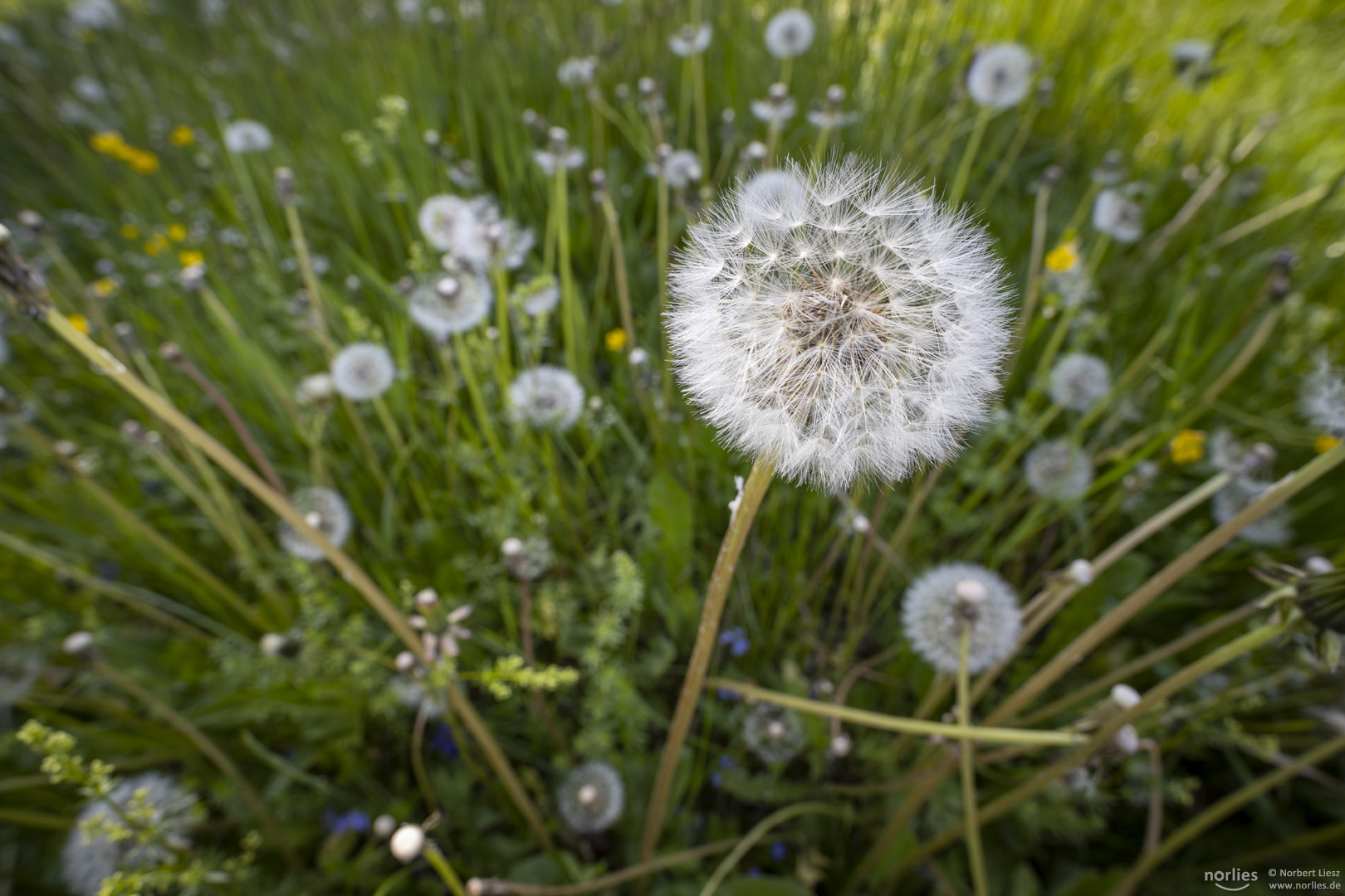 Pusteblumen auf Wiese