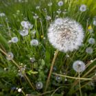 Pusteblumen auf Wiese