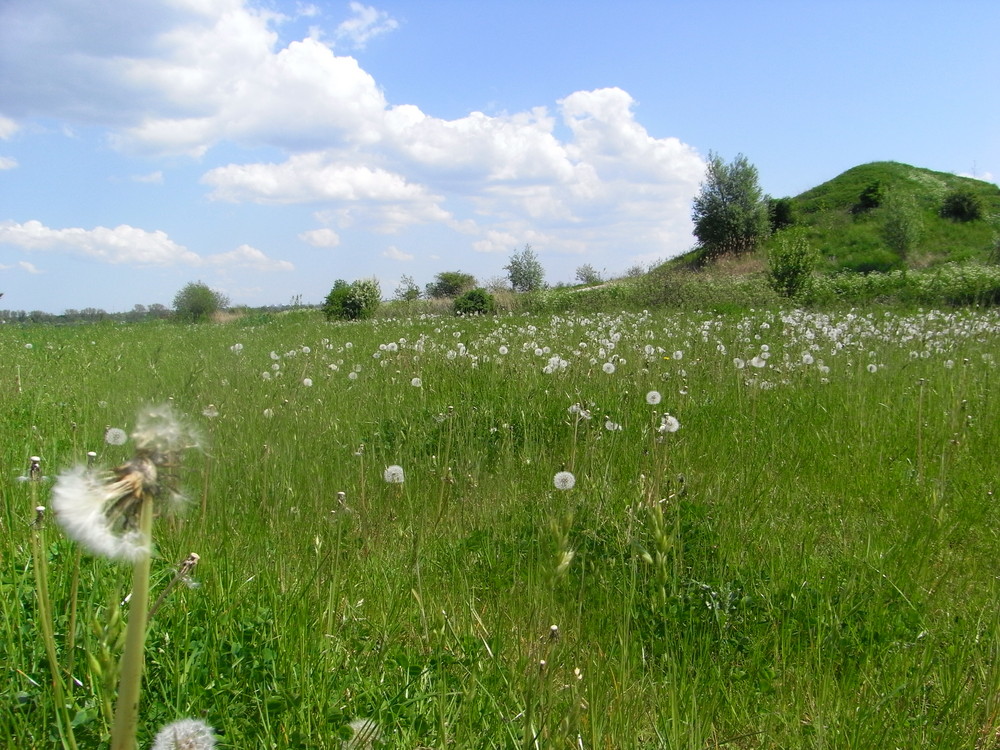 Pusteblumen