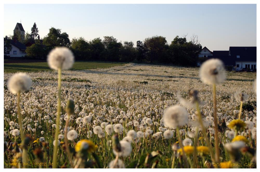 Pusteblumen