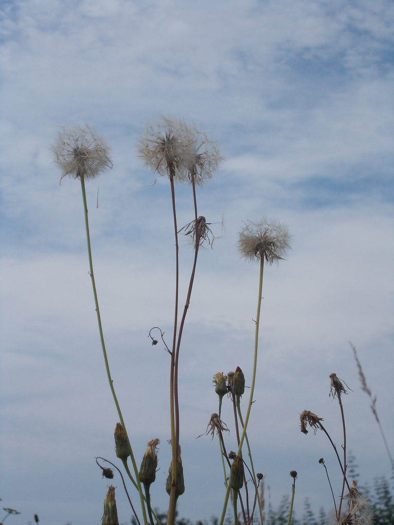 Pusteblumen