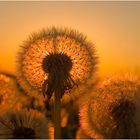 Pusteblumen bei Sonnenuntergang