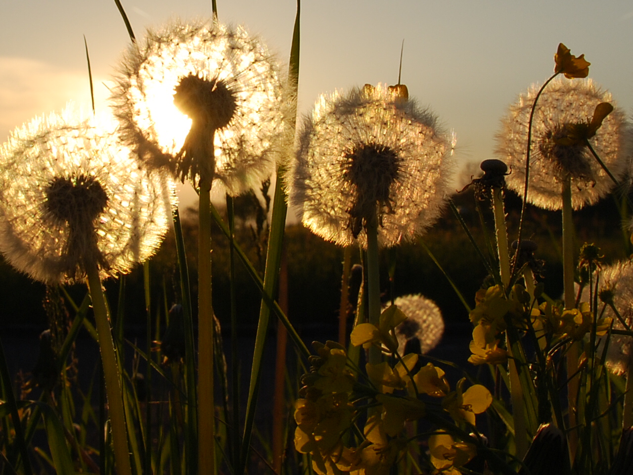 Pusteblumen bei Sonnenuntergang