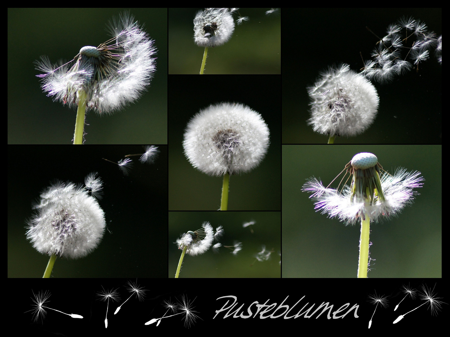 Pusteblumen