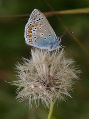 Pusteblumen-Bläuling