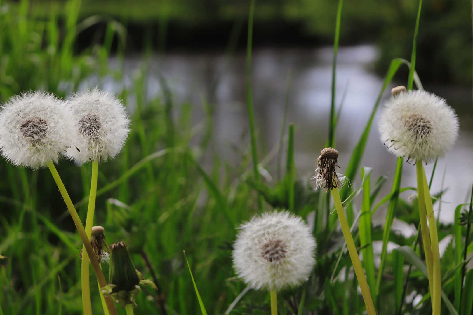 Pusteblumen