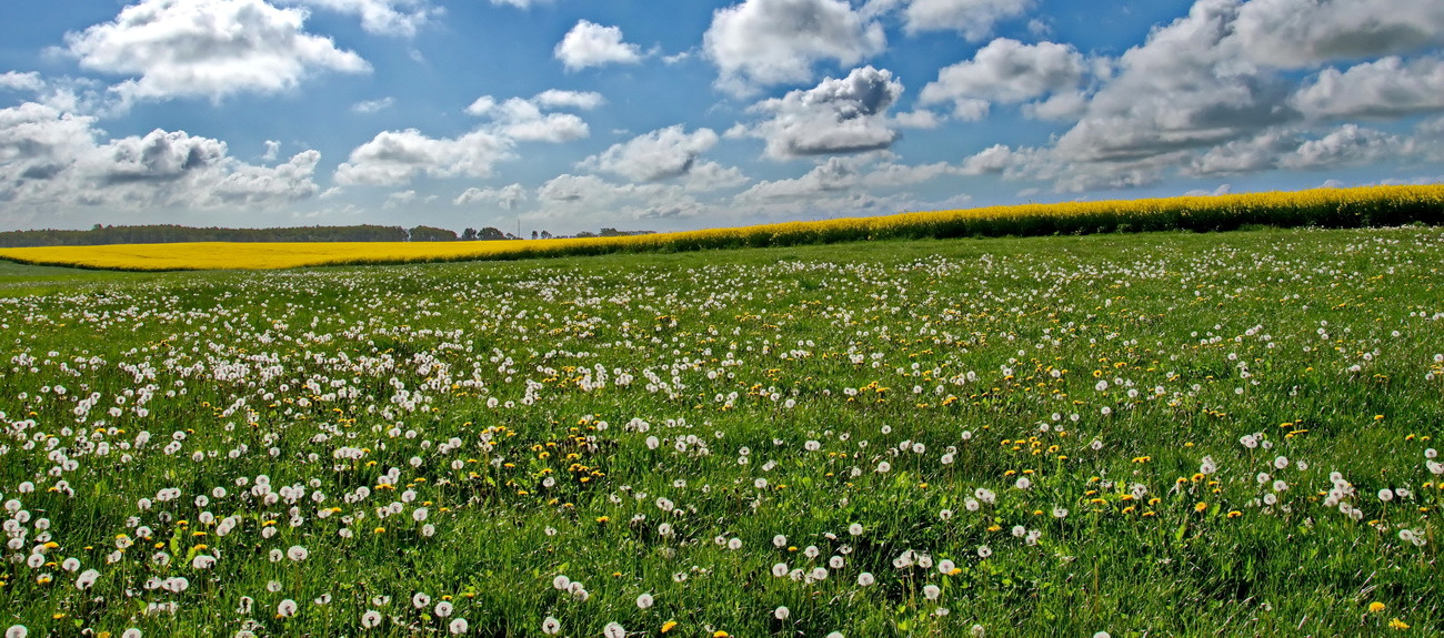 Pusteblumen